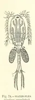 An illustration from Our Earth and its Story: a popular treatise on physical geography. Edited by R. Brown. With ... coloured plates and maps, etc (1893)