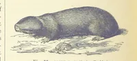 An illustration from Our Earth and its Story: a popular treatise on physical geography. Edited by R. Brown. With ... coloured plates and maps, etc (1893)
