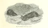 An illustration from Our Earth and its Story: a popular treatise on physical geography. Edited by R. Brown. With ... coloured plates and maps, etc (1893)