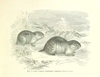 An illustration from Our Earth and its Story: a popular treatise on physical geography. Edited by R. Brown. With ... coloured plates and maps, etc (1893)