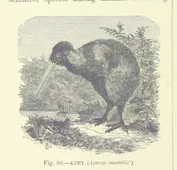 An illustration from Our Earth and its Story: a popular treatise on physical geography. Edited by R. Brown. With ... coloured plates and maps, etc (1893)