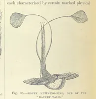 An illustration from Our Earth and its Story: a popular treatise on physical geography. Edited by R. Brown. With ... coloured plates and maps, etc (1893)