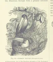 An illustration from Our Earth and its Story: a popular treatise on physical geography. Edited by R. Brown. With ... coloured plates and maps, etc (1893)
