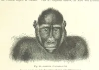An illustration from Our Earth and its Story: a popular treatise on physical geography. Edited by R. Brown. With ... coloured plates and maps, etc (1893)
