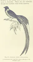 An illustration from Our Earth and its Story: a popular treatise on physical geography. Edited by R. Brown. With ... coloured plates and maps, etc (1893)