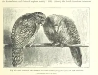An illustration from Our Earth and its Story: a popular treatise on physical geography. Edited by R. Brown. With ... coloured plates and maps, etc (1893)