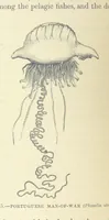 An illustration from Our Earth and its Story: a popular treatise on physical geography. Edited by R. Brown. With ... coloured plates and maps, etc (1893)