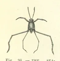 An illustration from Our Earth and its Story: a popular treatise on physical geography. Edited by R. Brown. With ... coloured plates and maps, etc (1893)