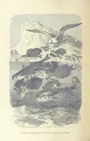 An illustration from Our Earth and its Story: a popular treatise on physical geography. Edited by R. Brown. With ... coloured plates and maps, etc (1893)