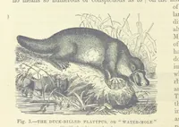 An illustration from Our Earth and its Story: a popular treatise on physical geography. Edited by R. Brown. With ... coloured plates and maps, etc (1893)