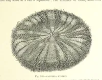 An illustration from Our Earth and its Story: a popular treatise on physical geography. Edited by R. Brown. With ... coloured plates and maps, etc (1893)
