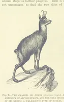 An illustration from Our Earth and its Story: a popular treatise on physical geography. Edited by R. Brown. With ... coloured plates and maps, etc (1893)