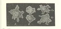 An illustration from Our Earth and its Story: a popular treatise on physical geography. Edited by R. Brown. With ... coloured plates and maps, etc (1893)