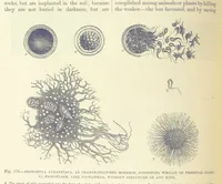 An illustration from Our Earth and its Story: a popular treatise on physical geography. Edited by R. Brown. With ... coloured plates and maps, etc (1893)