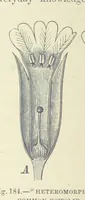 An illustration from Our Earth and its Story: a popular treatise on physical geography. Edited by R. Brown. With ... coloured plates and maps, etc (1893)