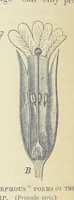 An illustration from Our Earth and its Story: a popular treatise on physical geography. Edited by R. Brown. With ... coloured plates and maps, etc (1893)