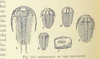An illustration from Our Earth and its Story: a popular treatise on physical geography. Edited by R. Brown. With ... coloured plates and maps, etc (1893)