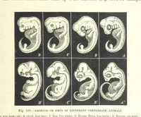An illustration from Our Earth and its Story: a popular treatise on physical geography. Edited by R. Brown. With ... coloured plates and maps, etc (1893)