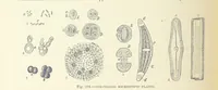 An illustration from Our Earth and its Story: a popular treatise on physical geography. Edited by R. Brown. With ... coloured plates and maps, etc (1893)