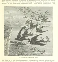 An illustration from Our Earth and its Story: a popular treatise on physical geography. Edited by R. Brown. With ... coloured plates and maps, etc (1893)