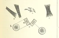 An illustration from Our Earth and its Story: a popular treatise on physical geography. Edited by R. Brown. With ... coloured plates and maps, etc (1893)