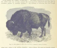 An illustration from Our Earth and its Story: a popular treatise on physical geography. Edited by R. Brown. With ... coloured plates and maps, etc (1893)