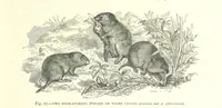 An illustration from Our Earth and its Story: a popular treatise on physical geography. Edited by R. Brown. With ... coloured plates and maps, etc (1893)