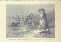 An illustration from Our Earth and its Story: a popular treatise on physical geography. Edited by R. Brown. With ... coloured plates and maps, etc (1893)