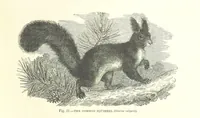 An illustration from Our Earth and its Story: a popular treatise on physical geography. Edited by R. Brown. With ... coloured plates and maps, etc (1893)