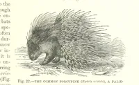 An illustration from Our Earth and its Story: a popular treatise on physical geography. Edited by R. Brown. With ... coloured plates and maps, etc (1893)