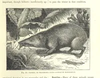 An illustration from Our Earth and its Story: a popular treatise on physical geography. Edited by R. Brown. With ... coloured plates and maps, etc (1893)