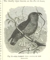 An illustration from Our Earth and its Story: a popular treatise on physical geography. Edited by R. Brown. With ... coloured plates and maps, etc (1893)