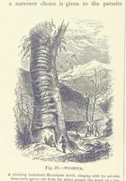 An illustration from Our Earth and its Story: a popular treatise on physical geography. Edited by R. Brown. With ... coloured plates and maps, etc (1893)