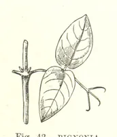 An illustration from Our Earth and its Story: a popular treatise on physical geography. Edited by R. Brown. With ... coloured plates and maps, etc (1893)