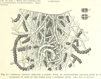 An illustration from Our Earth and its Story: a popular treatise on physical geography. Edited by R. Brown. With ... coloured plates and maps, etc (1893)
