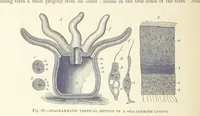 An illustration from Our Earth and its Story: a popular treatise on physical geography. Edited by R. Brown. With ... coloured plates and maps, etc (1893)