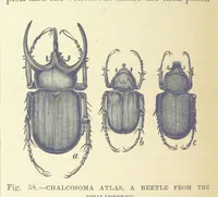 An illustration from Our Earth and its Story: a popular treatise on physical geography. Edited by R. Brown. With ... coloured plates and maps, etc (1893)