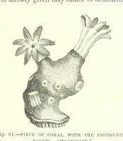 An illustration from Our Earth and its Story: a popular treatise on physical geography. Edited by R. Brown. With ... coloured plates and maps, etc (1893)