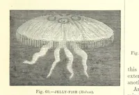 An illustration from Our Earth and its Story: a popular treatise on physical geography. Edited by R. Brown. With ... coloured plates and maps, etc (1893)