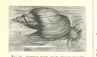 An illustration from Our Earth and its Story: a popular treatise on physical geography. Edited by R. Brown. With ... coloured plates and maps, etc (1899)