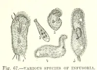 Picture 61 of 273 from Our Earth and its Story: a popular treatise on physical geography. Edited by R. Brown. With ... coloured plates and maps, etc (1899), leaf 101