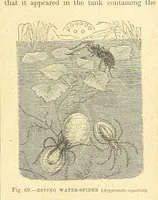 Picture 63 of 273 from Our Earth and its Story: a popular treatise on physical geography. Edited by R. Brown. With ... coloured plates and maps, etc (1899), leaf 103