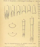 Picture 64 of 273 from Our Earth and its Story: a popular treatise on physical geography. Edited by R. Brown. With ... coloured plates and maps, etc (1899), leaf 104