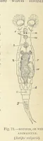 Picture 67 of 273 from Our Earth and its Story: a popular treatise on physical geography. Edited by R. Brown. With ... coloured plates and maps, etc (1899), leaf 106