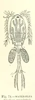 An illustration from Our Earth and its Story: a popular treatise on physical geography. Edited by R. Brown. With ... coloured plates and maps, etc (1899)