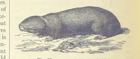 An illustration from Our Earth and its Story: a popular treatise on physical geography. Edited by R. Brown. With ... coloured plates and maps, etc (1899)