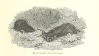 Picture 71 of 273 from Our Earth and its Story: a popular treatise on physical geography. Edited by R. Brown. With ... coloured plates and maps, etc (1899), leaf 109