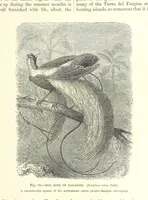 An illustration from Our Earth and its Story: a popular treatise on physical geography. Edited by R. Brown. With ... coloured plates and maps, etc (1899)