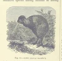 An illustration from Our Earth and its Story: a popular treatise on physical geography. Edited by R. Brown. With ... coloured plates and maps, etc (1899)