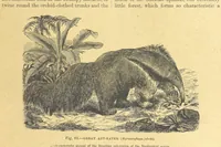 An illustration from Our Earth and its Story: a popular treatise on physical geography. Edited by R. Brown. With ... coloured plates and maps, etc (1899)